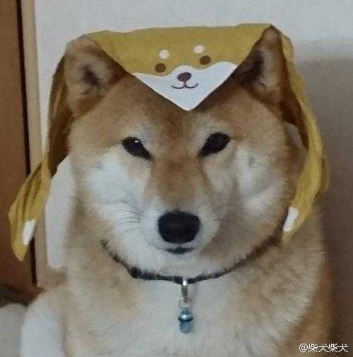 柴犬侠