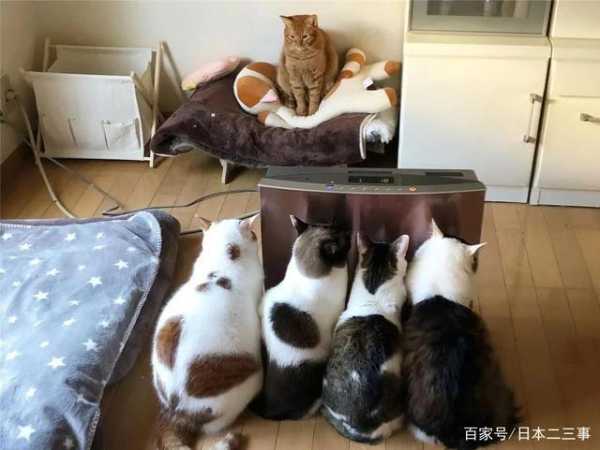 多猫生活