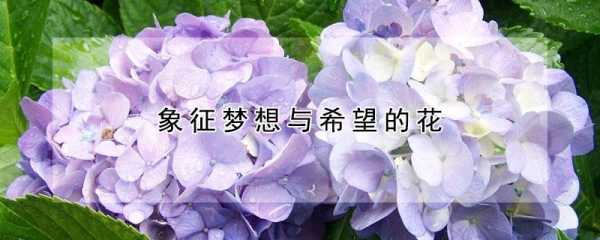 梦想花语