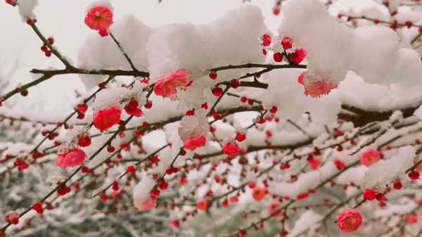 瑞雪花图副本玩法介绍 瑞雪梅花图片